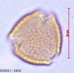 ISEM 1/Centranthus_ruber_29173/Centranthus_ruber_29173_0001(copy)_thumb.jpg